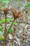 Bronzeleaf Rodgersia podophylla Donard Form, emerging leaves