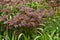 Bronzeleaf Rodgersia podophylla Donard Form, plants in spring