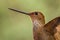 Bronzy inca, hummingbird from tropical forest,Colombia,close up bird portrait,clear colorful background,nature,wildlife, exotic bi