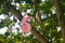 Bronzy Sunbird on a Chinese hibiscus