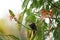 bronzy sunbird, nectarinia kilimensis