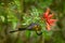 Bronzy sunbird, Nectarinia kilimensis,bird in the green vegetation, Uganda. Africa sunbird sitting on the branch.  Green, yellow,