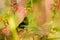 Bronzy sunbird, Nectarinia kilimensis,bird in the green vegetation, Uganda. Green, yellow, red bird in the nature habitat. Rare