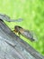 A Brood X 17-year cicada
