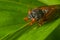 Brood X adult cicada