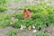 Brood of chicks with clocking hen among grass on farm