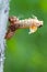 Brood X cicada in the process of emerging from its exoskeleton, side view with green background