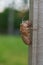 Brood X cicadas have emerged an empty shell clings to a suburban fence