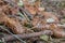 Brood X cicadas have emerged, shells lay discarded in a suburban yard