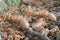 Brood X cicadas have emerged, shells lay discarded in a suburban yard