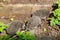 Brood of curious baby  hedgehogs explorates a compost pile