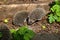 Brood of curious baby  hedgehogs explorates a compost pile