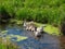 Brood of geese cackling in a small pond