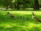 Brood goslings with adult Egyptian geese walking on the grass