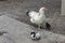 Brood-hen with three small chickens walk in the  yard, Jeleznitsa, Vitosha mountain