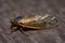 Brood IX Cicada Side View