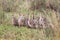 A brood of ostrich chicks in the long grass of Nairobi National Park, kenya