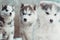 brood of small Husky puppies, dogs next to each other