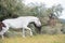 Brood spanish mare walking in olive garden with her foal. Andalusia. Spain