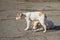 Brood of two stray puppies on autumnal street sister lying on asphalt