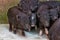 Brood of young black pigs in search of food