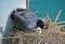 Brooding black coot hen