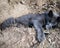 Brooding grey cat enjoys in an earthen groove