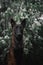 Brooding Malinois in beautiful white flowers and bird cherry