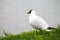 Brooding seagull greets dawn on the lake