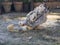 Broody frizzle hen with newborn baby chicks