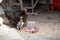 Broody hen with chickens drinks water from a drinking bowl. Little chicks with mother chicken. Domestic poultry