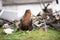 Broody hen with her few weeks old chicks in green yard. Life of domestic chickens in coop