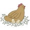 Broody vector. Hand drawn chicken with eggs.