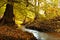 Brook in autumn forest with colorful trees. October in european forest