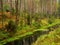 Brook in a deep moody pine forest. river flow in a woods