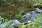 Brook flowing between shrub