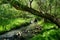 Brook in the forest, bended tree over it