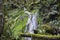 Brook over rocks moss verdure boxwood in the jungle