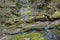 Brook over rocks moss verdure boxwood in the jungle