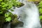 Brook side of fresh green leaves