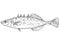 Brook stickleback or Culaea inconstans Freshwater Fish Cartoon Drawing
