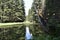 The brook streaming through the forest