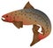 Brook Trout Color vector Illustration