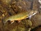 Brook Trout-Full View
