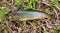 Brook Trout laying on the bank