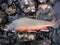 Brook trout on rocks