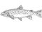 Brook trout or Salvelinus fontinalis Freshwater Fish Cartoon Drawing