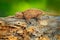 Brookesia ebenaui, Northern Leaf Chameleon sitting on the branch in forest habitat. Exotic beautiful endemic green reptile with