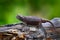 Brookesia ebenaui, Northern Leaf Chameleonsitting on the branch in forest habitat. Exotic beautiful endemic green reptile with