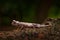 Brookesia stumpffi, plated leaf chameleon, Madagascar. Small lizard in forest habitat. Exotic beautiful endemic green reptile with